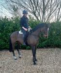 15.3hh Thoroughbred Broodmare in Foal