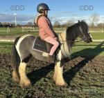 Marley, 11.2hh Ride and Drive Gelding 