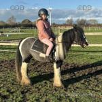 Marley, 11.2hh Ride and Drive Gelding 