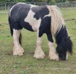 Marley, 11.2hh Ride and Drive Gelding 