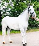 Lola, 16.1hh Irish Draught Riding Mare 