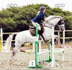Lola, 16.1hh Irish Draught Riding Mare 
