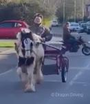 13hh Ride and Drive Mare