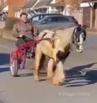 13hh Ride and Drive Mare