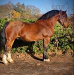 Charles, Welsh Section D Gelding 