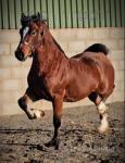 Charles, Welsh Section D Gelding 