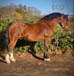 Charles, Welsh Section D Gelding 