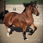 Charles, Welsh Section D Gelding 