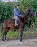 Stella, 16.1hh Riding Mare