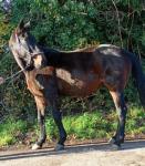 Stella, 16.1hh Riding Mare