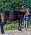 Stella, 16.1hh Riding Mare