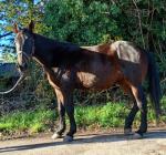 Stella, 16.1hh Riding Mare