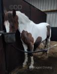15.3hh ISH Riding Mare