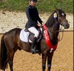 13.2hh Riding Gelding