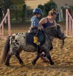 Hector, 8hh Riding Gelding 