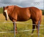 Kraken, 16.1hh Thoroughbred Gelding 