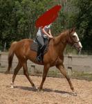 Kraken, 16.1hh Thoroughbred Gelding 