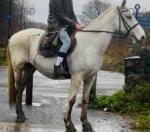 15.2hh Riding Mare