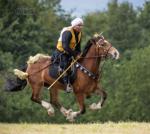 15hh Welsh Section D Gelding 