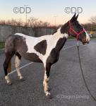 Wild Wind, Driving 14.2hh Mare