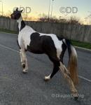 Wild Wind, Driving 14.2hh Mare