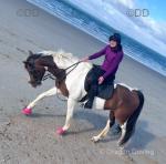 16.1hh Riding Gelding 