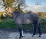 14.1hh Connemara Riding Gelding 