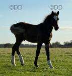 Welsh Section D Colt Foal