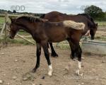 Welsh Section D Colt Foal