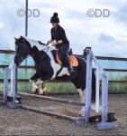15.1hh Riding Mare