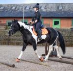 15.1hh Riding Mare