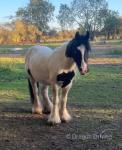 Billy, 12.2hh Ride & Drive Gelding