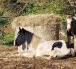 Billy, 12.2hh Ride & Drive Gelding