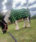 Billy, 12.2hh Ride & Drive Gelding