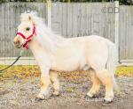 7hh Ride & Drive Shetland Mare