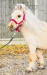 7hh Ride & Drive Shetland Mare