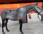 Reggie, 16.2hh Riding Gelding