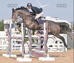 Reggie, 16.2hh Riding Gelding
