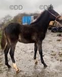 Shire x Colt Foal
