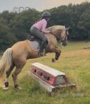 Dommy, 14hh Riding Gelding 