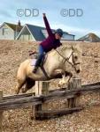 Dommy, 14hh Riding Gelding 