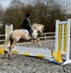 Dommy, 14hh Riding Gelding 