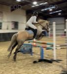 Dommy, 14hh Riding Gelding 