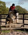 Bobby, 13.2hh Riding Gelding 