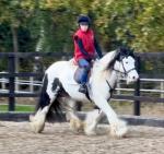 Bobby, 13.2hh Riding Gelding 