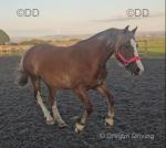 13.2hh Welsh Section C Mare 