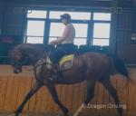 16.1hh ISH Riding Mare