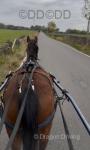 12.1hh Hackney Ride and Drive Mare