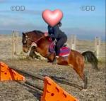 12.1hh Hackney Ride and Drive Mare