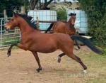 12.1hh Hackney Ride and Drive Mare